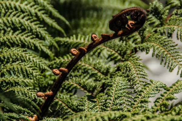 Is Possum Merino Ethical?: The Full Story