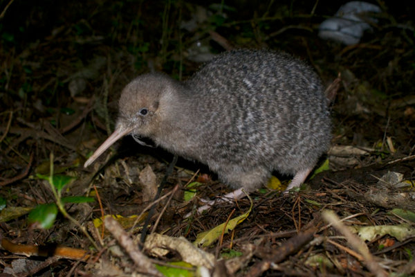 What Possum Merino Has to Do With Saving Native Birds