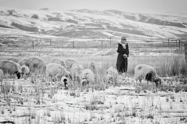 Possum Merino and Cashmere: How Two Luxury Fibres Compare