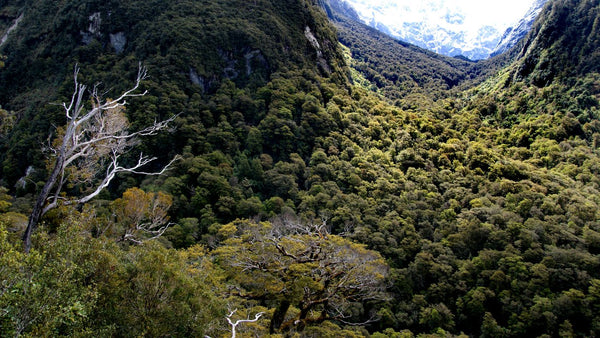 How Possum Merino is Made: From Trap to Garment