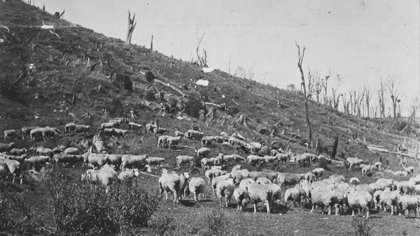 How Possums Conquered New Zealand: And What It Cost