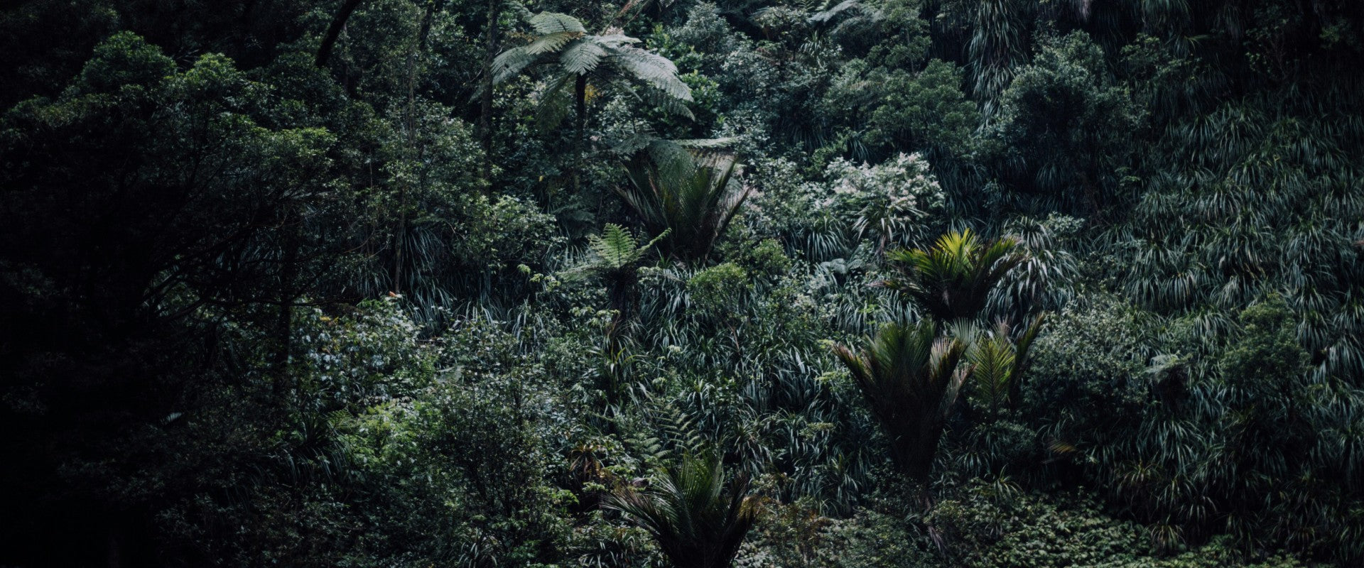 Native New Zealand forest